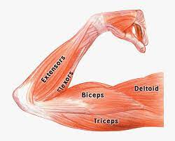 Arms Muscle
