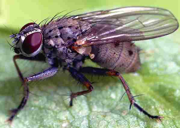  Get Rid of Flies