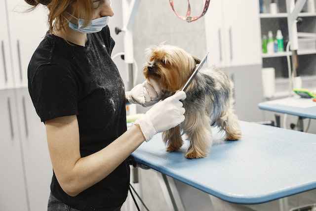 Dog Grooming Tips